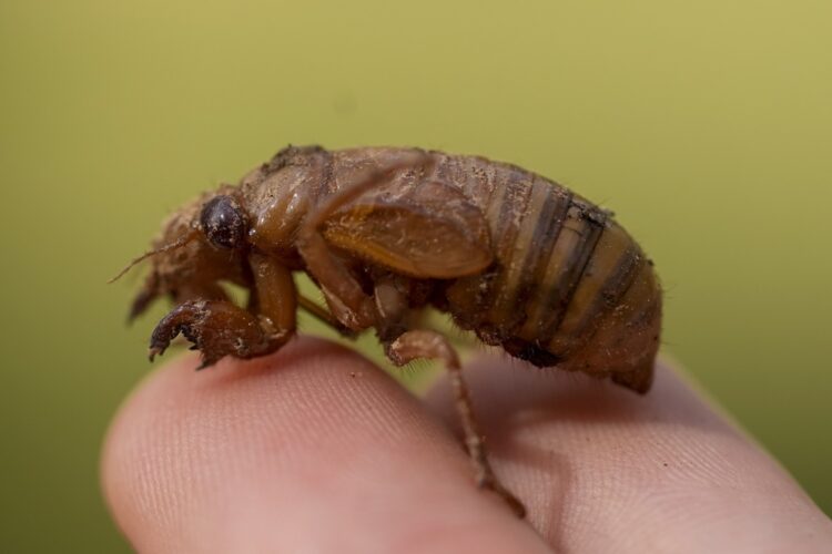 Invaders from underground are coming in cicada-geddon. It's the biggest bug emergence in centuries | News, Sports, Jobs - Vimarsana News