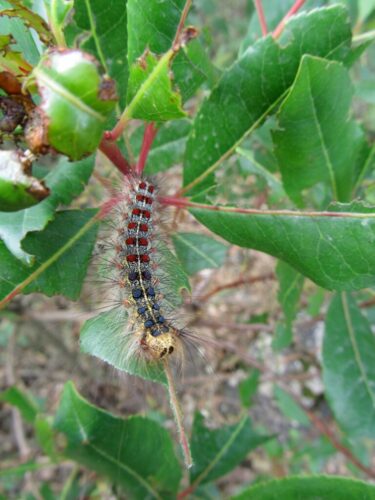 What to do if you didn't schedule treatment to fight spongy moths this year | News, Sports, Jobs - Vimarsana News