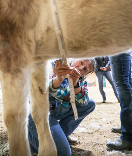 Healthy as a horse: Owners, caregivers learn equestrian treatment | News, Sports, Jobs - Vimarsana News
