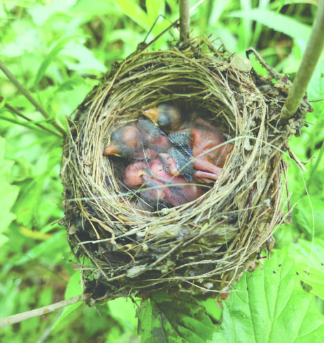 Baby bird season: please don't kidnap the baby birds | News, Sports, Jobs - Vimarsana News
