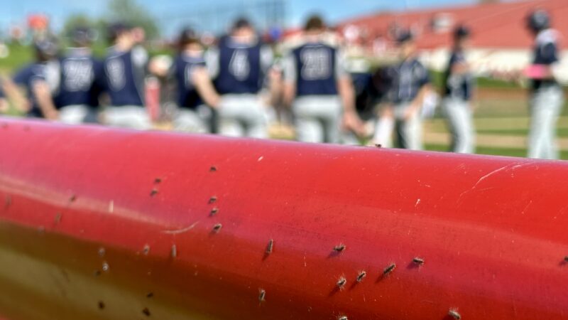 Lycoming County commissioners, health experts warn public about spongy moths | News, Sports, Jobs - Vimarsana News
