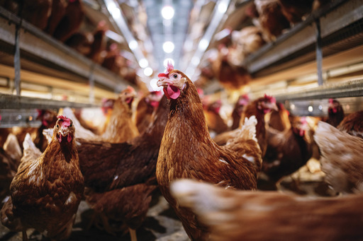 Live poultry markets ordered shut in New York City due to avian flu outbreak