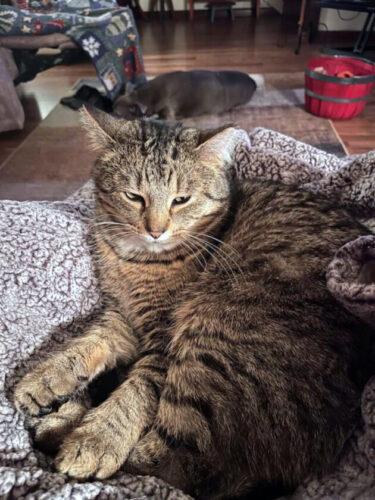 Missing cat makes it back to family in Woolrich