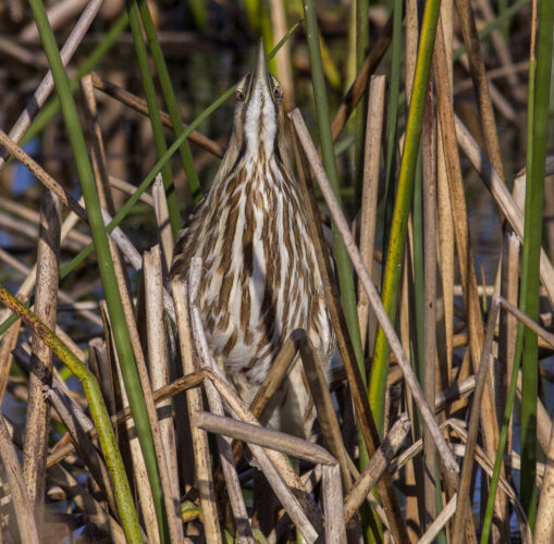 Finding your patch to watch birds all year long in PA