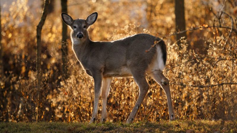 Using drones for deer recovery?