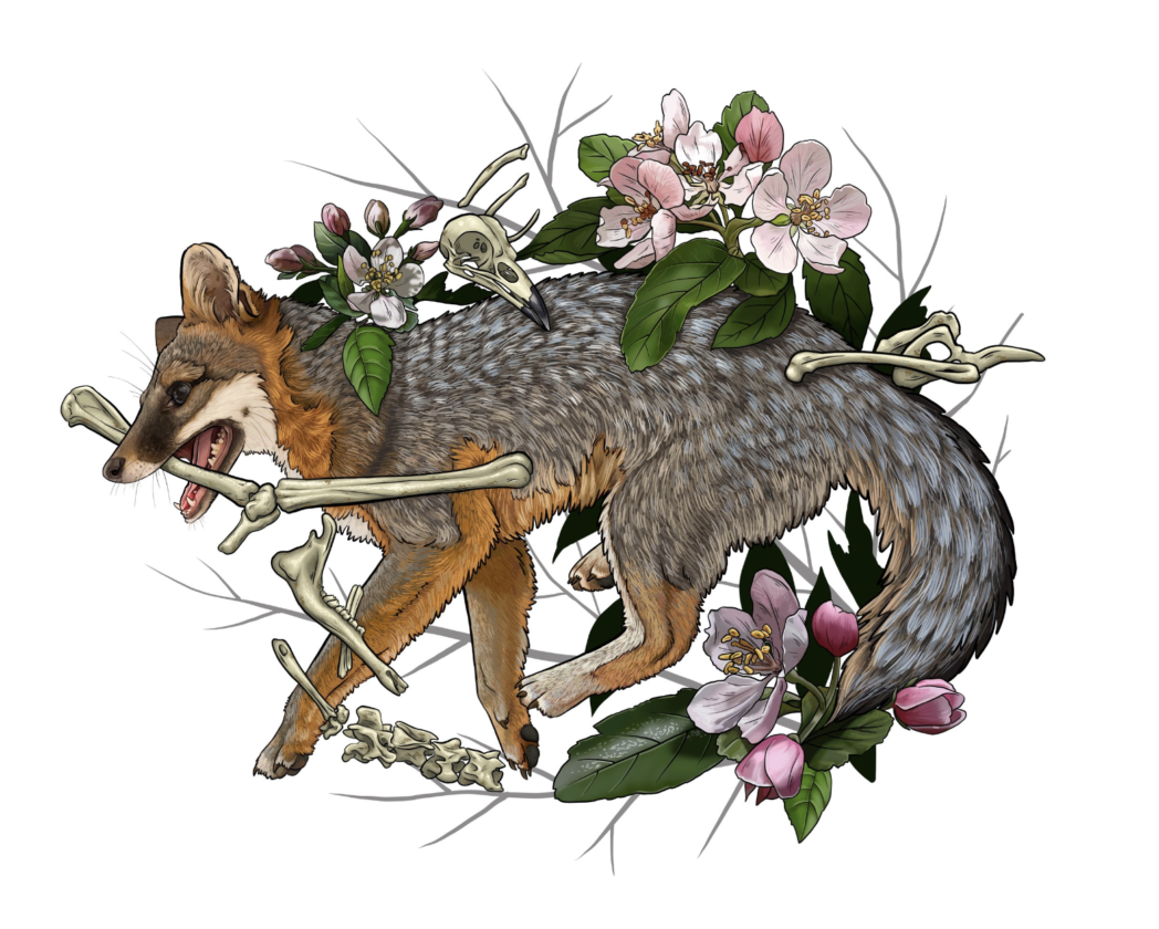 DNR looking for gray fox as part of a research project | News, Sports, Jobs - Vimarsana News