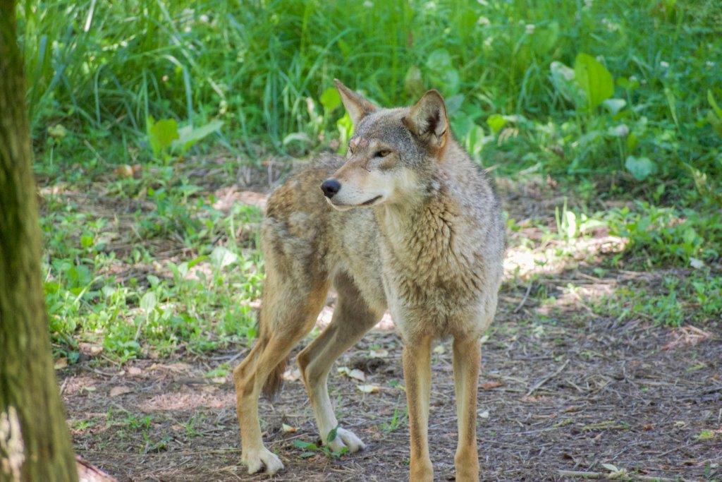 Red-Wolf.jpg