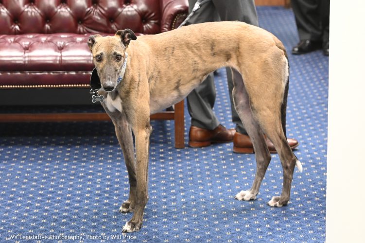 Senate Majority Whip Ryan Weld's Retired Greyhound Basks in the Attention During Visit to West Virginia Capitol | News, Sports, Jobs - Vimarsana News