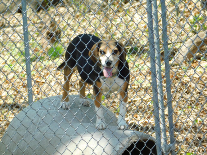 Belmont County Commissioners Face Questions on Suspension of Animal Shelter Volunteer Program | News, Sports, Jobs - Vimarsana News