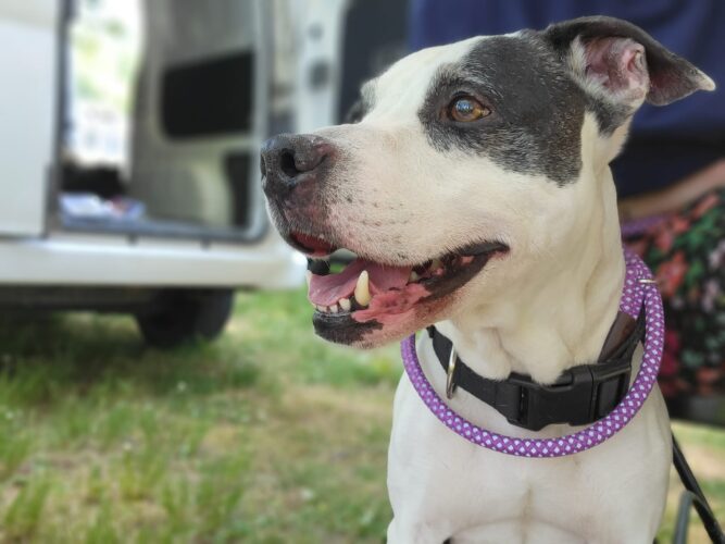 Ohio County Animal Shelter Rabies Clinics Begin Wednesday | News, Sports, Jobs - Vimarsana News