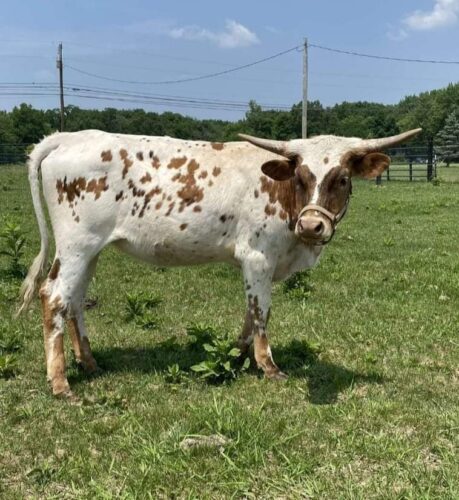 Longhorn Show Coming to Belmont County Fairgrounds | News, Sports, Jobs - Vimarsana News