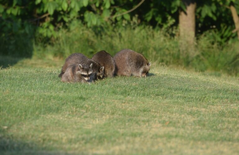Bethlehem Family Seeks Appeal of Order To Stop Feeding Raccoons | News, Sports, Jobs - Vimarsana News