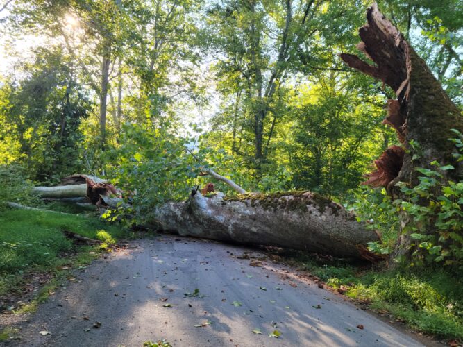 'Biggest Tree in West Virginia' Falls in Marshall County | News, Sports, Jobs - Vimarsana News