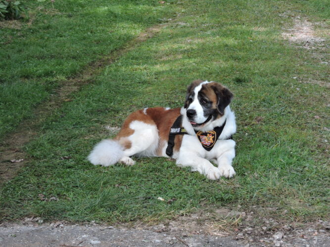 Construction Begins on New Dog Park in Belmont County | News, Sports, Jobs - Vimarsana News