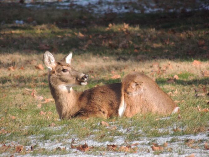 Drivers Warned To Stay Alert During Deer Mating Season | News, Sports, Jobs - Vimarsana News