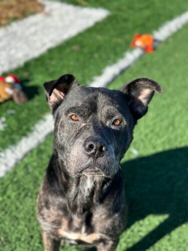 Marshall County Animal Shelter at Capacity for Dogs; In Urgent Need of Adopters | News, Sports, Jobs - Vimarsana News
