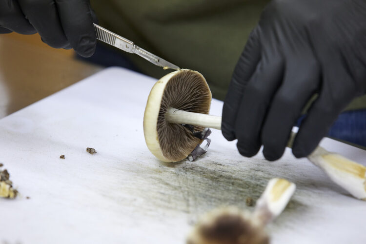 As investors pile into psychedelics, idealism gives way to pharma economics | News, Sports, Jobs - Vimarsana News