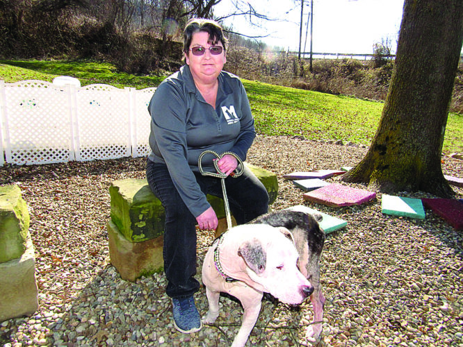 Marshall County Animal Shelter Seeking Homes for Older Dogs | News, Sports, Jobs - Vimarsana News