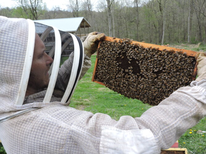 Bee Swarm Season Begins in Ohio Valley | News, Sports, Jobs - Vimarsana News