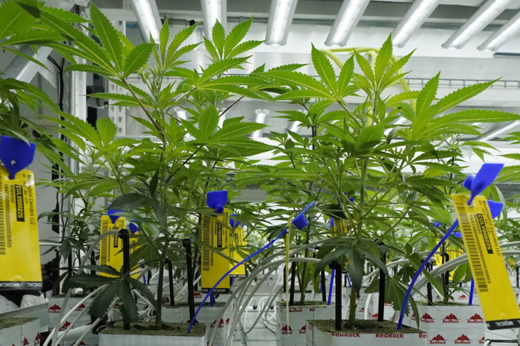 As the US moves to reclassify marijuana as a less dangerous drug, could more states legalize it? | News, Sports, Jobs - Vimarsana News