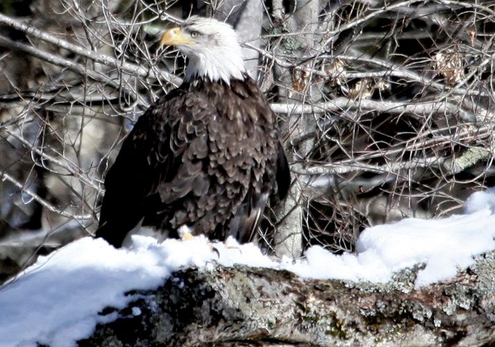 Released into the Wild | News, Sports, Jobs - The Intermountain - Vimarsana News