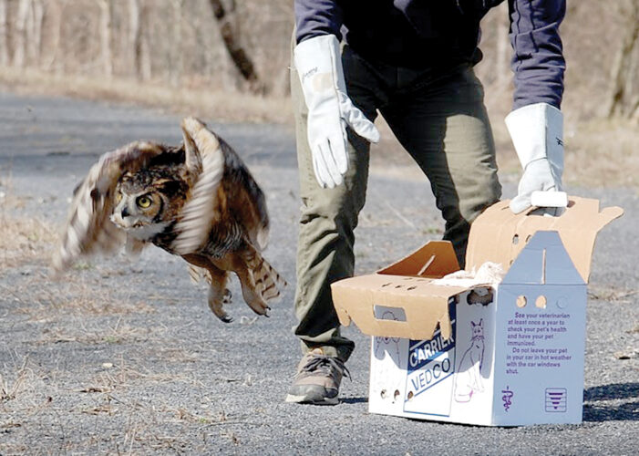 Owl Rescue, Release | News, Sports, Jobs - The Intermountain - Vimarsana News