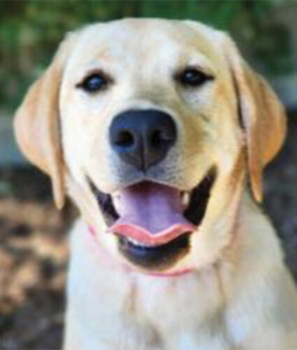 Gov. Justice to present therapy dog to EHS | News, Sports, Jobs - Vimarsana News