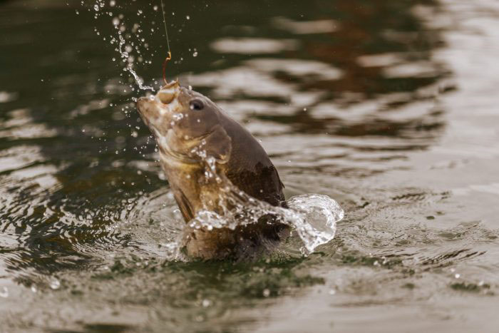 DNR reports fall trout stocking | News, Sports, Jobs - Vimarsana News