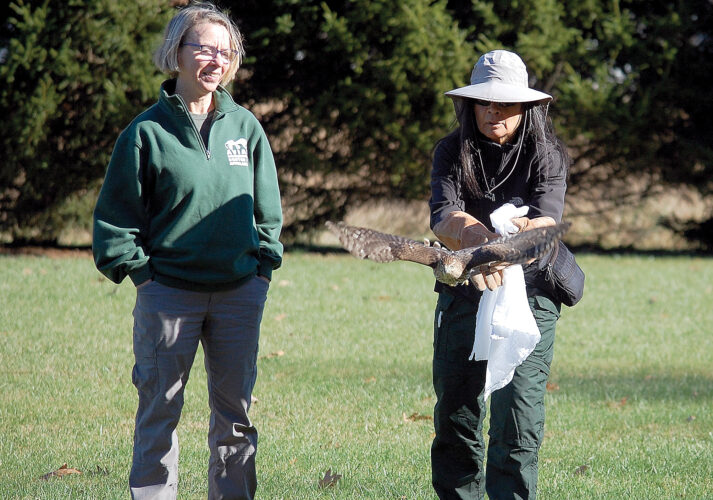 Hawk Released | News, Sports, Jobs - The Intermountain - Vimarsana News