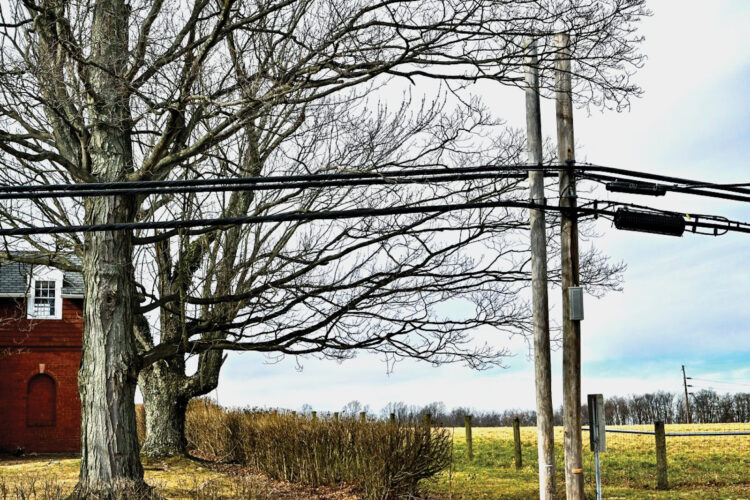 Identifying trees likely to trigger blackouts | News, Sports, Jobs - Vimarsana News