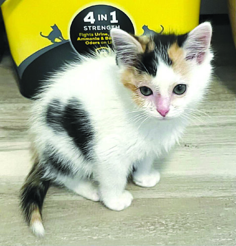 Olivia-478x500.jpg