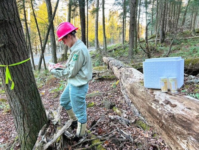 Forest Service continues to use beetles to combat hemlock woolly adelgid | News, Sports, Jobs - Vimarsana News