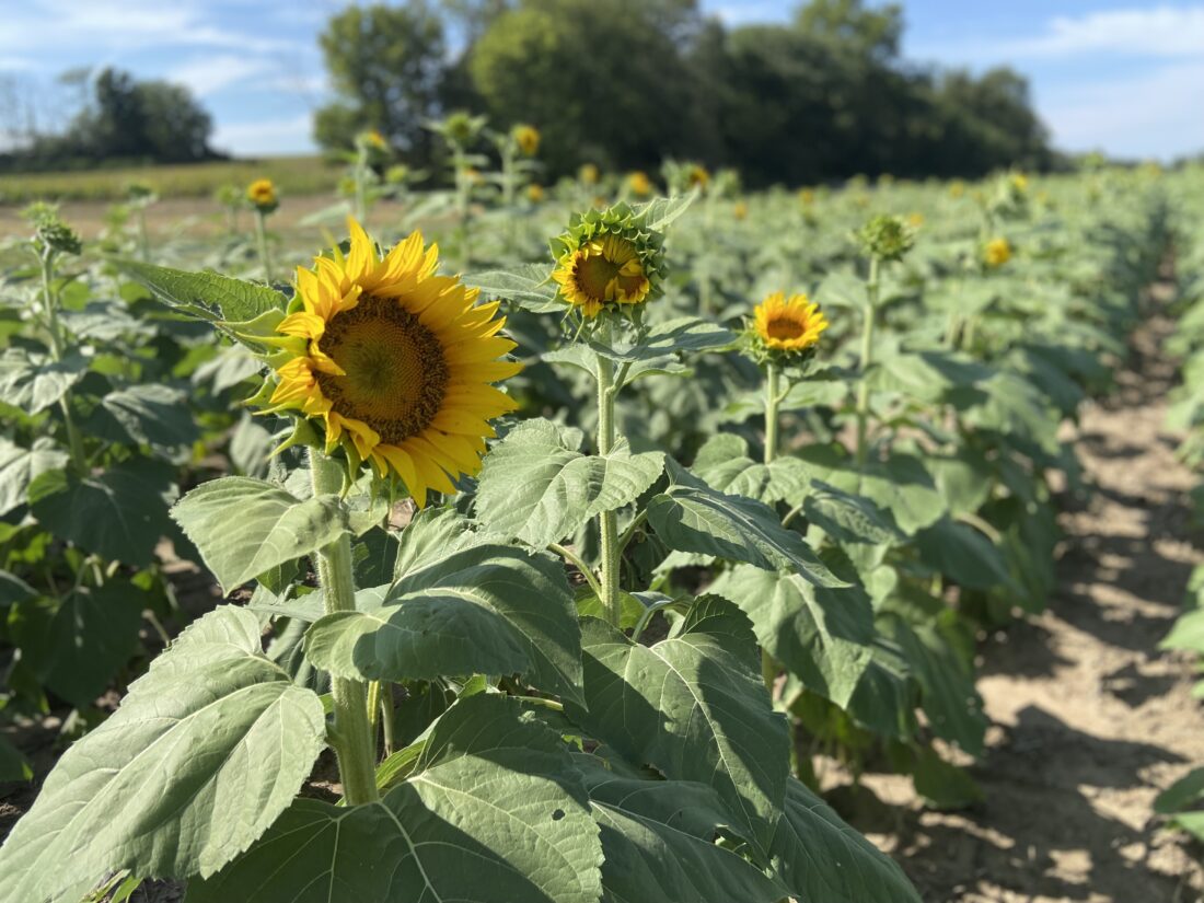 Coming up yellow again for Grinter Farms: Tonganoxie-area sunflower spectacle ready for visitors | News, Sports, Jobs - Vimarsana News