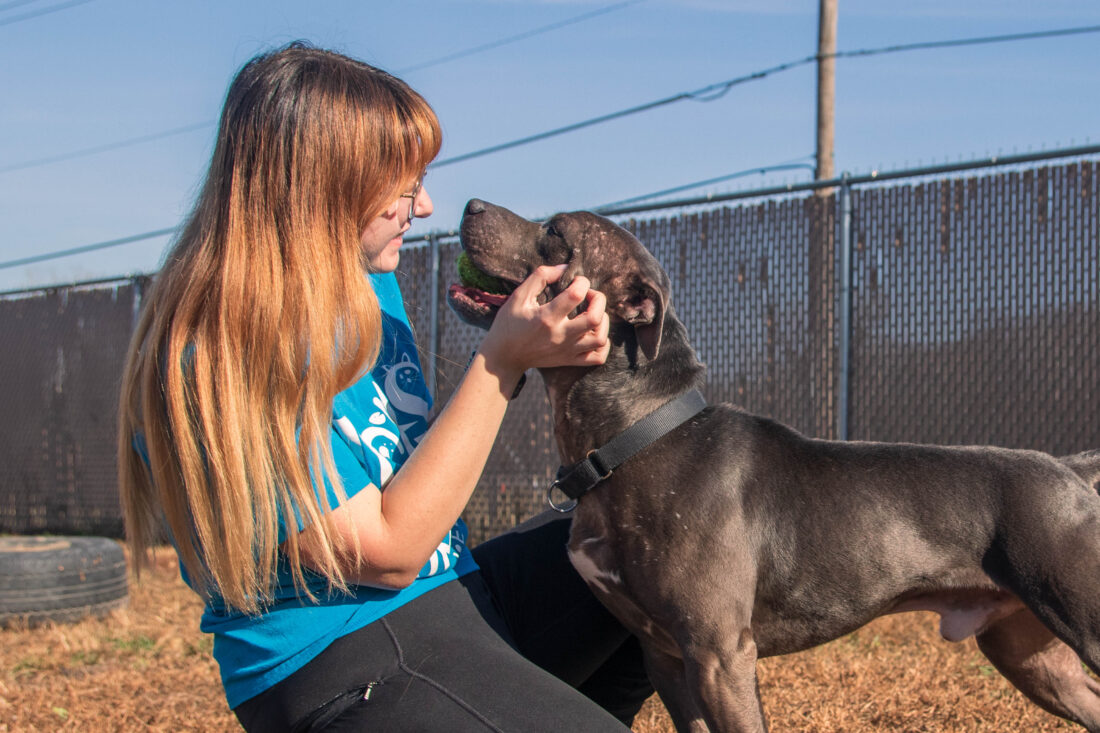 Organizations urge pet adoption, especially amid big jumps in shelter populations | News, Sports, Jobs - Vimarsana News