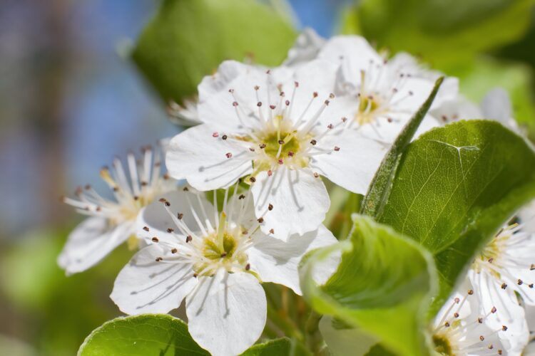 Kansas could be the next state to stop people from planting Bradford pears | News, Sports, Jobs - Vimarsana News