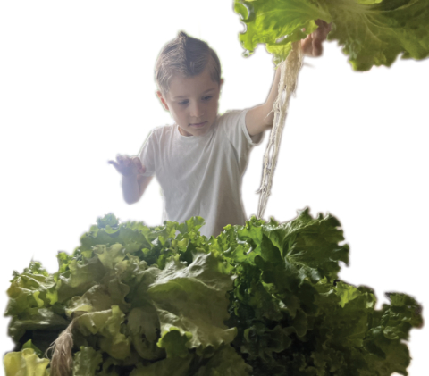 Howland students harvest vegetables thanks to hydroponic system | News, Sports, Jobs - Vimarsana News