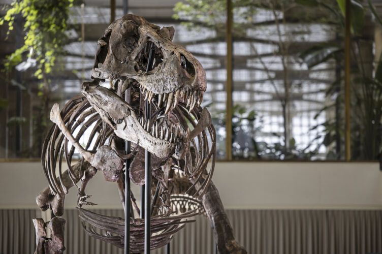 Tue. 9:51 a.m.: T. rex skeleton expected to fetch millions at Zurich auction | News, Sports, Jobs - Vimarsana News