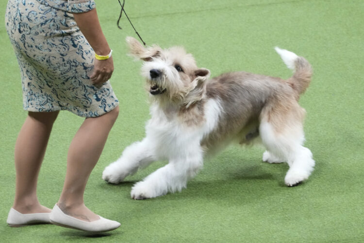 Tue. 9:58 a.m.: Peke, Frenchie, Aussie and, yes, PBGV make dog show finals | News, Sports, Jobs - Vimarsana News
