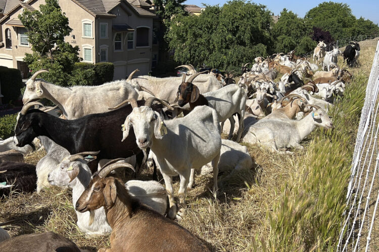 Tue. 11:06 a.m.: No kidding: California overtime law threatens use of grazing goats to prevent wildfires | News, Sports, Jobs - Vimarsana News