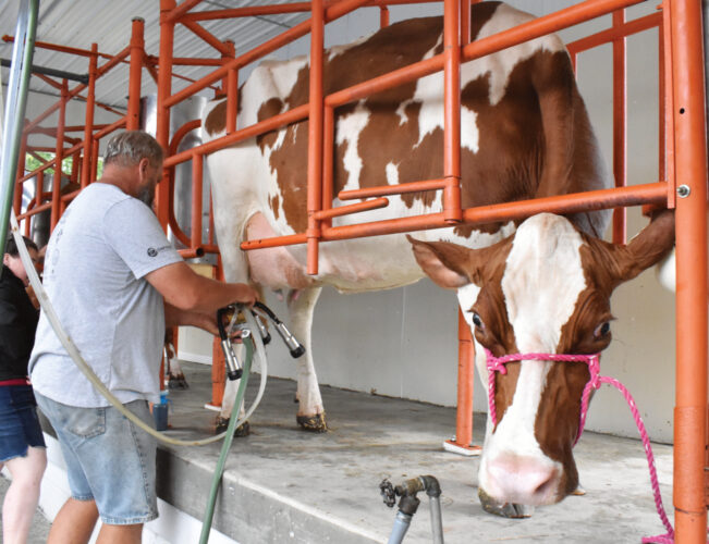 Milking parlor educates at the fair | News, Sports, Jobs - Vimarsana News