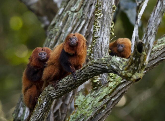 Tue. 9:29 a.m.: Brazil's endangered golden monkeys have recovered following big population drop from yellow fever | News, Sports, Jobs - Vimarsana News