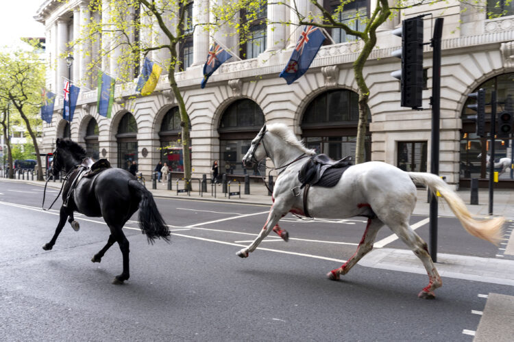 Military horses run loose in central London, injuring 4 people and causing havoc