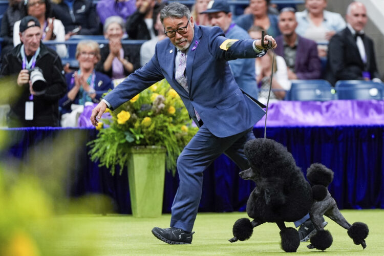 Miniature poodle named Sage wins Westminster Kennel Club dog show