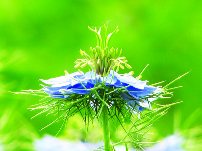 Is it an annual or a perennial?