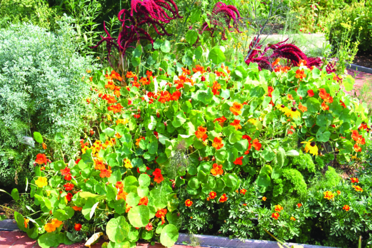Spice up your garden with nasturtiums