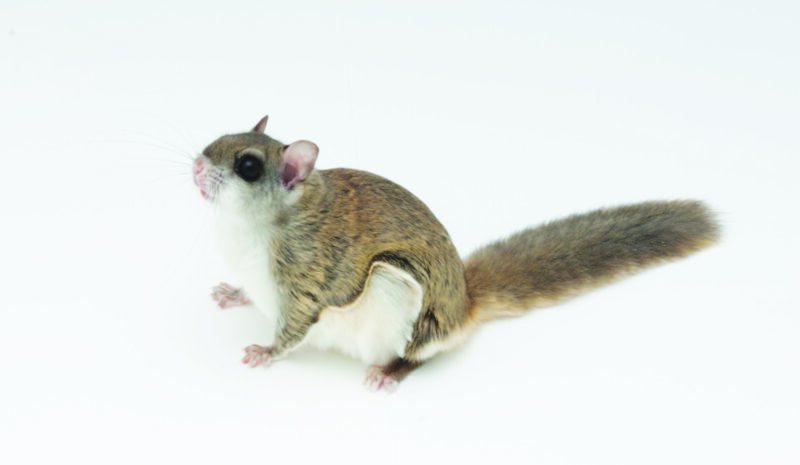 It&rsquo;s not a bird or plane &mdash; it&rsquo;s a flying squirrel