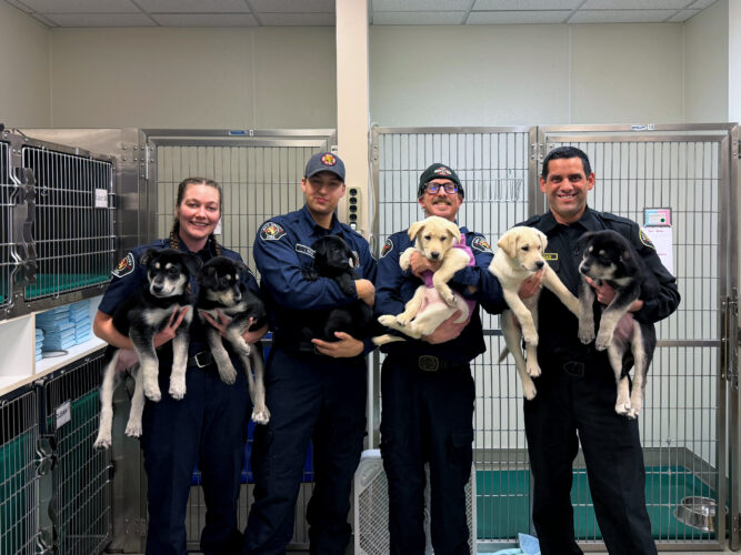 6 puppies treated for a suspected opioid overdose will find new homes