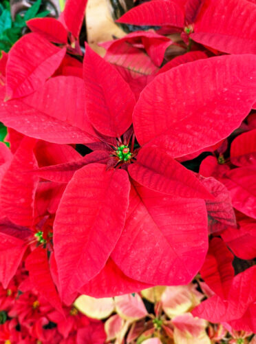 Preserving your Christmas poinsettia