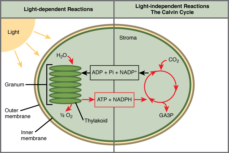 This illustration shows a chloroplast with an outer membrane, an inner membrane, and stacks of membranes inside the inner membrane called thylakoids. The entire stack is called a granum. In the light reactions, energy from sunlight is converted into chemical energy in the form of ATP and NADPH. In the process, water is used and oxygen is produced. Energy from ATP and NADPH are used to power the Calvin cycle, which produces GA3P from carbon dioxide. ATP is broken down to ADP and Pi, and NADPH is oxidized to NADP+. The cycle is completed when the light reactions convert these molecules back into ATP and NADPH.