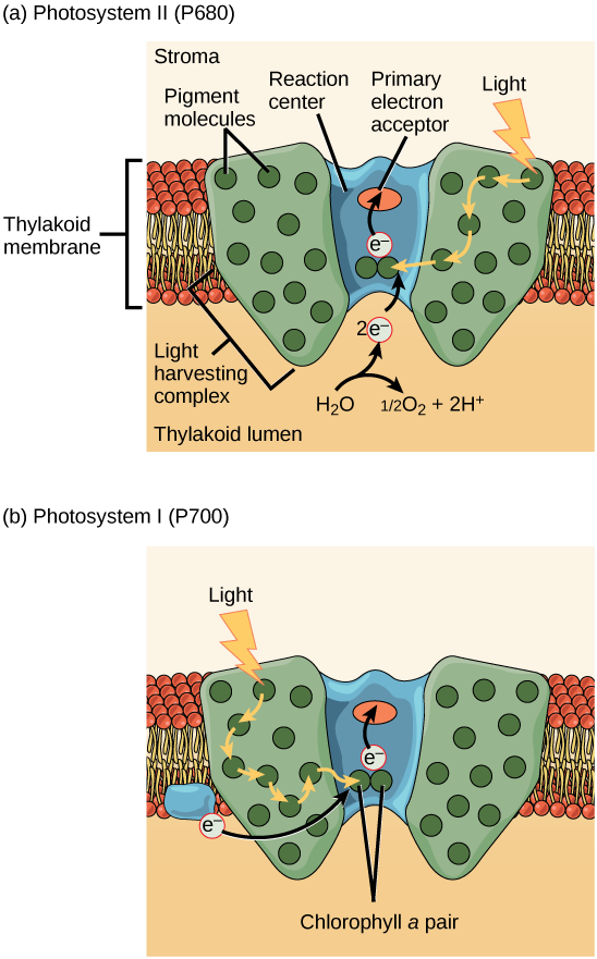 Illustration a shows the structure of PSII, which is embedded in the thylakoid membrane. At the core of PSII is the reaction center. The reaction center is surrounded by the light-harvesting complex, which contains antenna pigment molecules that shunt light energy toward a pair of chlorophyll a molecules in the reaction center. As a result, an electron is excited and transferred to the primary electron acceptor. A water molecule is split, releasing two electrons which are used to replace excited electrons. Illustration b shows the structure of PSI, which is similar in structure to PSII. However, PSII uses an electron from the chloroplast electron transport chain also embedded in the thylakoid membrane to replace the excited electron.